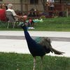 Literally 'Singing with the Birds' at Tracy Aviary